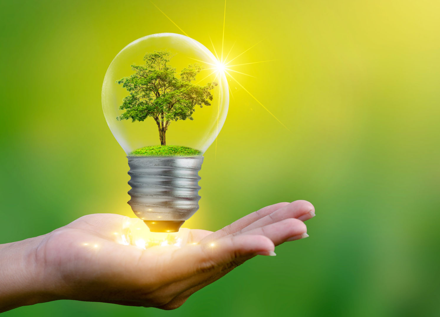 The forest and the trees are in the light. Concepts of environme